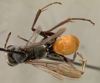 Media type: image;   Entomology 15346 Aspect: habitus dorsal view